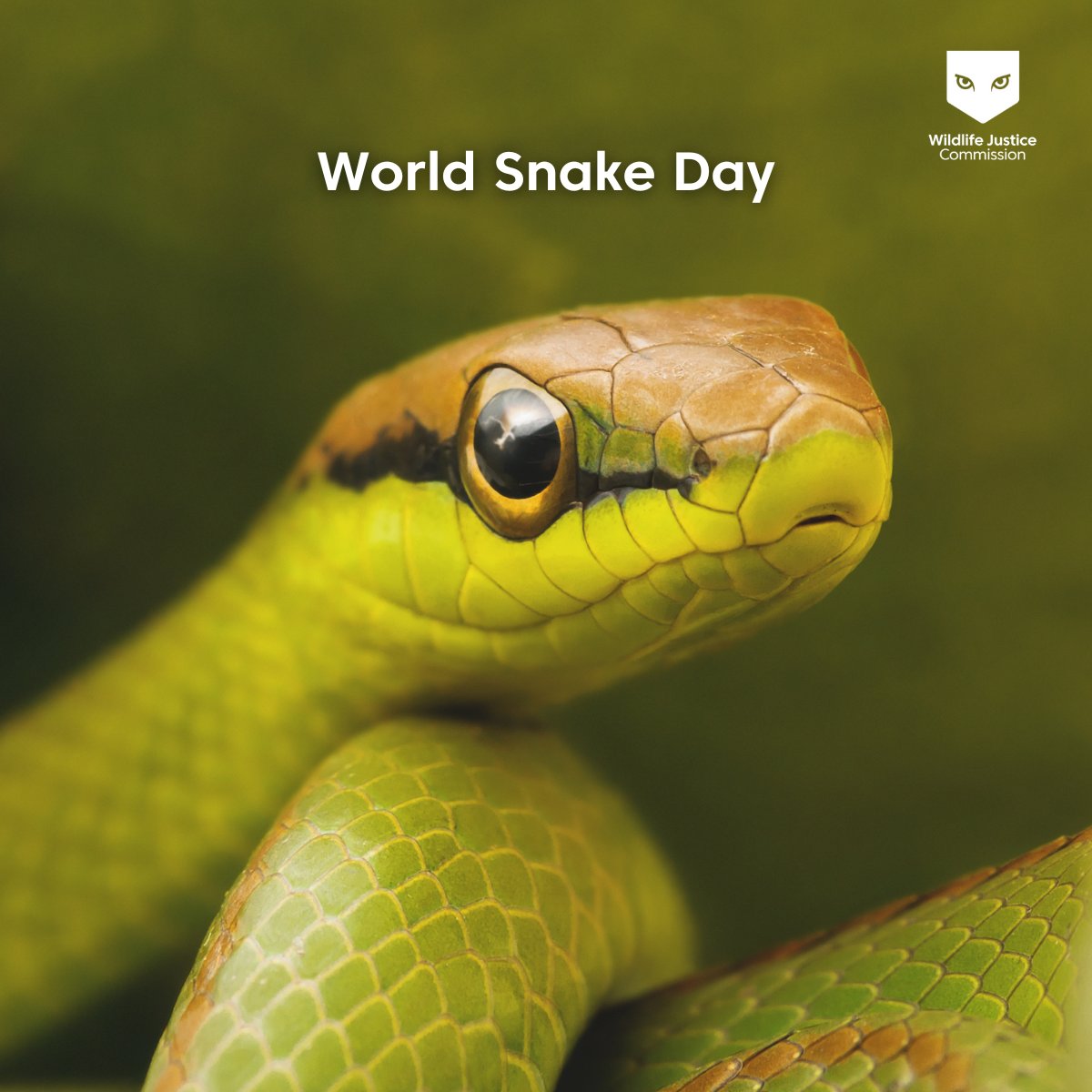 WJCommission's tweet image. 🐍 #WorldSnakeDay
Many snake species are now endangered—threatened by habitat loss and the illegal pet trade. Rare and exotic snakes are trafficked across borders to supply underground markets, fuelling biodiversity loss and organised crime.
At the Wildlife Justice Commission,…
