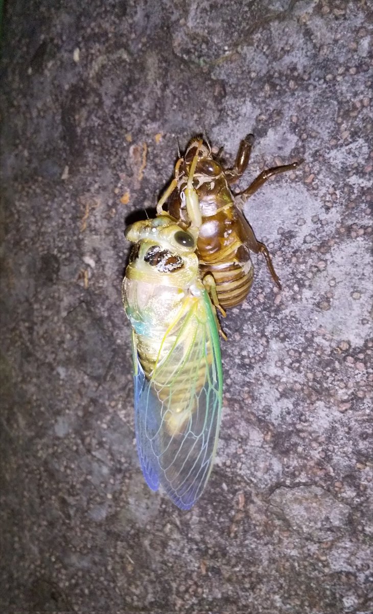 今年も見ることが出来ました。