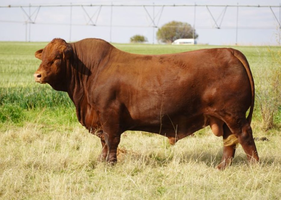 Here's today's headlines #ICYMI

South Africa lifts the ban on Brazil’s poultry imports
africanfarming.com/tiny/j397
World champion Beefmaster bull fetches highest price at national auction
africanfarming.com/tiny/6845
Trump tariffs will sour 63 years of SA sugar exports to the US