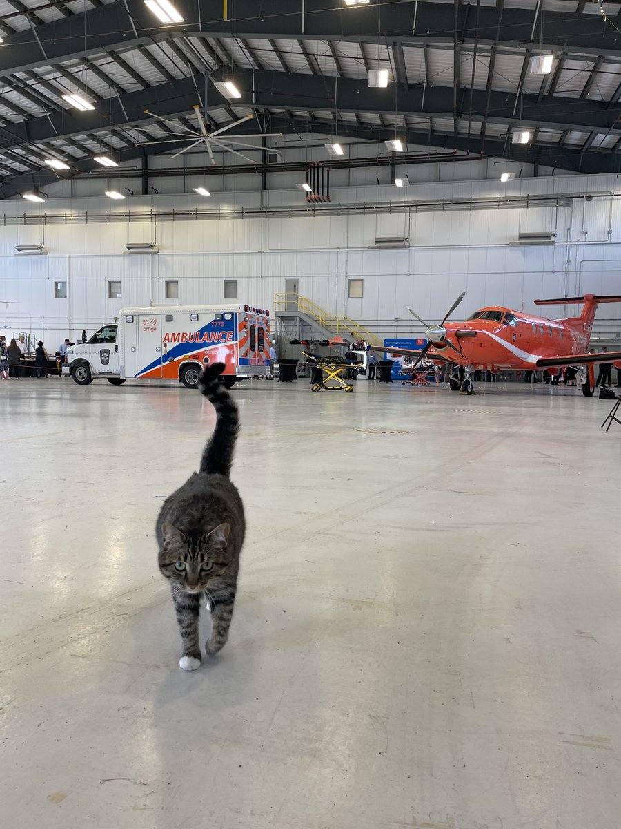 Ornge's tweet image. Zulu's making sure everything at the Sudbury hangar is running smoothly. 😻
#hangarcat #teamOrnge