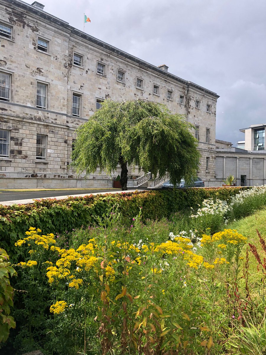 carthy_aubrey's tweet image. Ragwort thriving on the lawn of Leinster House. An illegal, toxic weed lethal to livestock. How can we expect enforcement when it flourishes at the heart of Irish democracy? Time to uproot complacency. #Ragwort #NoxiousWeeds #ProtectOurLand 🐄🐎