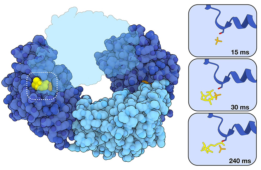 July's Molecule of the Month is "Capturing Beta-Lactamase in Action" looks at serial femtosecond crystallography and X-ray free-electron lasers to celebrate the upcoming 75th Annual Meeting of the American Crystallographic Association #ACA2025