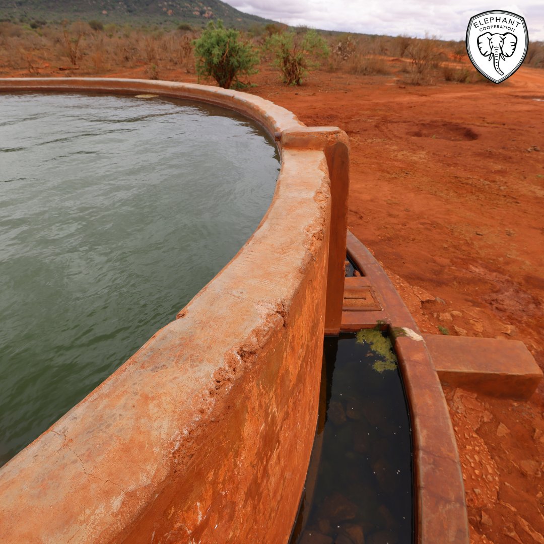 ElephantCoop's tweet image. 💧Access to clean water changes everything.
Our solar-powered wells reduce human-elephant conflict by serving both communities and wildlife.
One well can reshape a village’s future. 🐘🌍
#CooperateToCoexist #Elephants #WaterForAfrica #CleanWaterMatters #SustainableSolutions