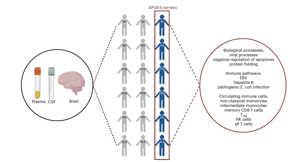 Eric Topol (@erictopol) on Twitter photo New, important insights for neurodegenerative diseases by high-throughput proteomics today #GNPC
1. APOε4 carriers have a distinct pro-inflammatory immune proteomic signature of dysregulation in the brain and blood
<a href="/NatureMedicine/">Nature Medicine</a>
nature.com/articles/s4159… New, important insights for neurodegenerative diseases by high-throughput proteomics today #GNPC
1. APOε4 carriers have a distinct pro-inflammatory immune proteomic signature of dysregulation in the brain and blood
<a href="/NatureMedicine/">Nature Medicine</a>
nature.com/articles/s4159…