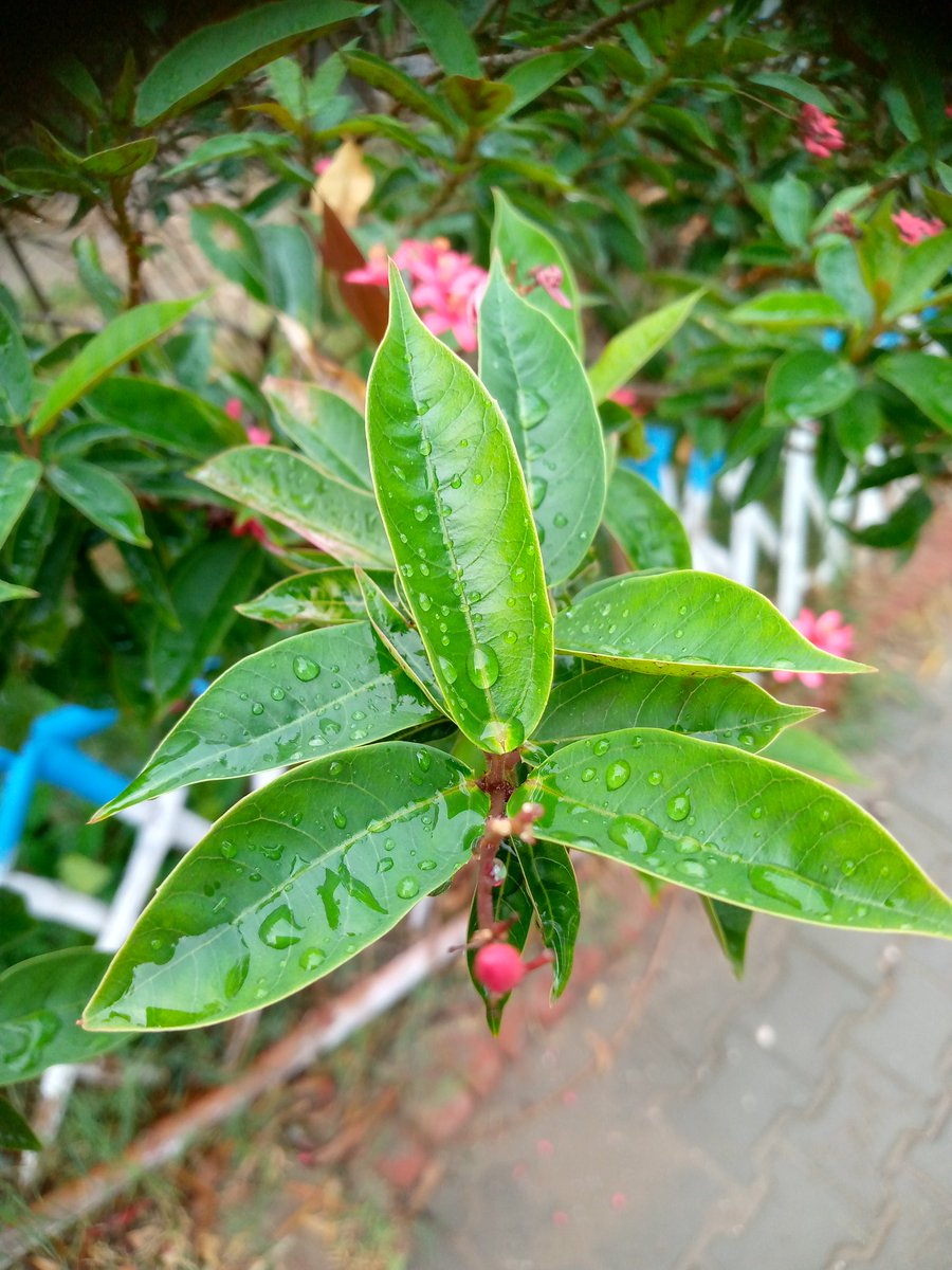 جب بھی پیاری پیاری تصویریں بنا کر سٹیٹس پہ لگاتی ہوں کوئی دس بندوں کا میسج آ جاتا کہ ہمیں بھی سینڈ کرنا اور پھر وہ سب اپنے اپنے سٹیٹس پہ لگاتے اور اپنی تعریف کرواتے یہ لوگ خود کیوں نہیں بناتے تصویریں۔۔😭