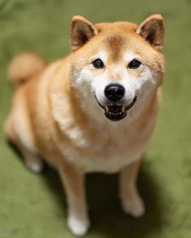 $MARU ready to woof into the stratosphere.
Don't blink. You’ll miss the moon.