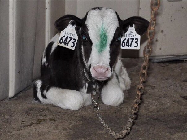 Capitalism is the Petri dish in which all oppressions, all discriminations, all arbitrarily imposed hierarchies &amp; all abuses of power find the perfect conditions to thrive. Under this system, even individuals become commodities; just objects whose only value is in terms of profit