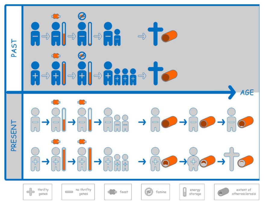 drpablocorral's tweet image. 🤔If high LDL cholesterol is so dangerous… why doesn’t it hurt?
☝️Because evolution doesn’t care if you drop dead after you’ve reproduced.
👉LDL cholesterol is a silent killer—causal, cumulative, and completely asymptomatic.
You won’t feel your arteries clogging. You won’t…