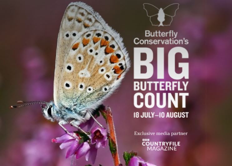 BarnardJudith's tweet image. The Big Butterfly Count begins this Friday 18th July
How are butterflies faring in a Butterfly Emergency?
Help us find out by taking part in the world's biggest butterfly survey!
The film shows some of the species you may encounter.
…erflycount.butterfly-conservation.org