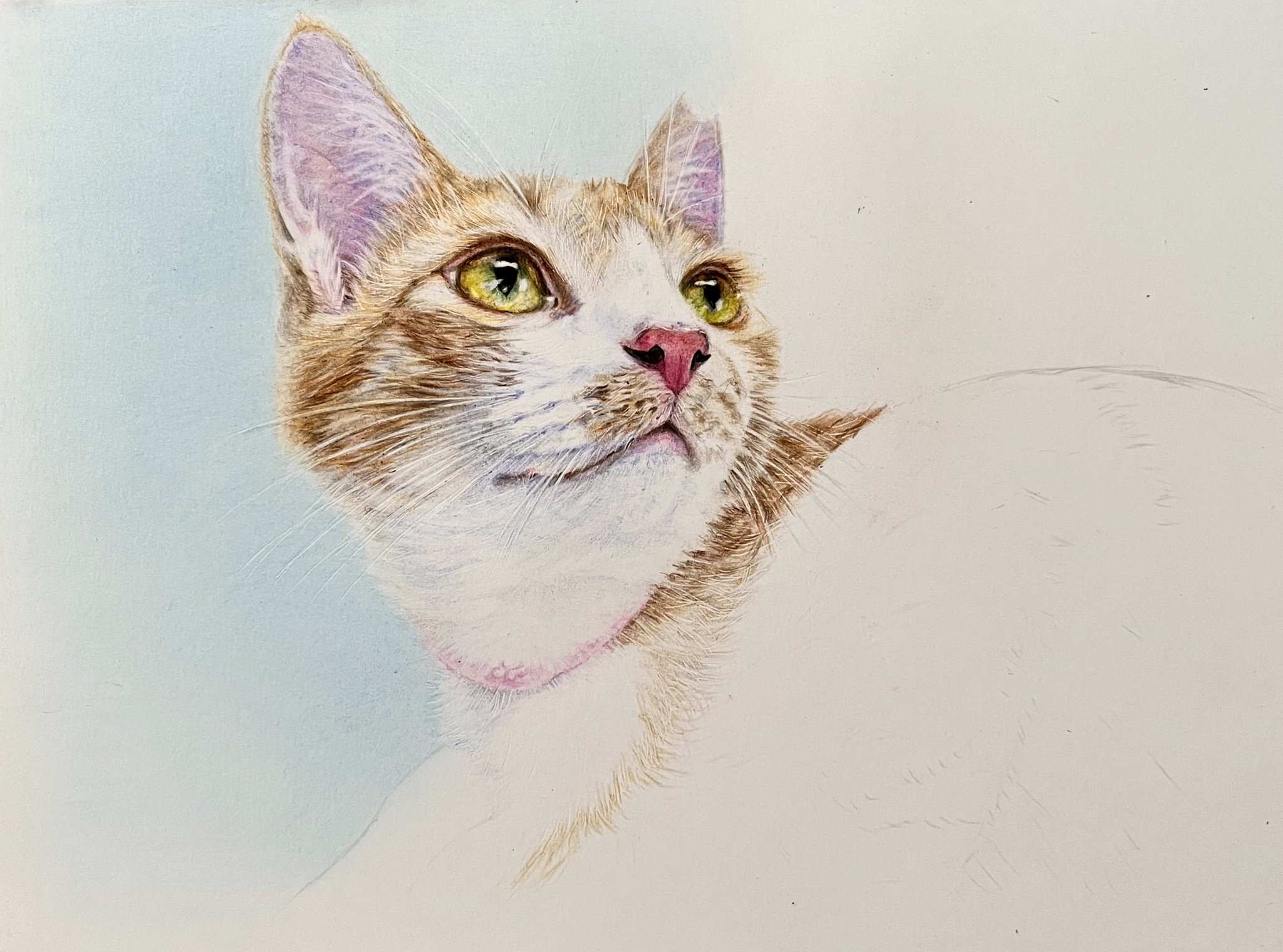 猫の絵 五徳猫 on X: 