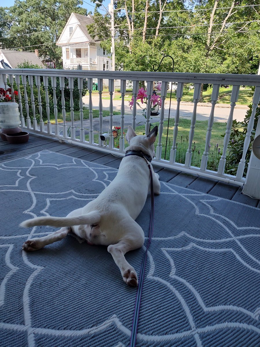 Spike The Rescue Pup & Rex The TV Terrier ®🌈🐾 tweet media