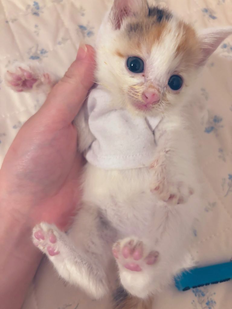 みっけです
まだ声はかすれぎみですが食欲もりもりビッグうんちぷりぷりおしっこビシャビシャ運動トコトコの元気いっぱいです
うんちは大きすぎてびっくりです
体のサイズは1週間歳だけど腸はちゃんと1ヶ月歳なのかもしれません