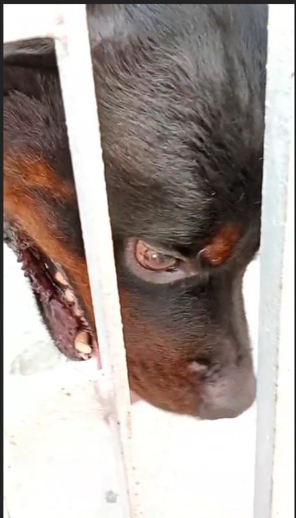 Ajay Joe (@joedelhi) on Twitter photo This Rottweiler dog will die !
Not given food for the past 3 days and has been locked 24x7 alone in a house with no humans somewhere in interior of Bihar
Travelling from Delhi to rescue
No animal activists in Bihar
Eyes crying for freedom
Need support <a href="/tehseenp/">Tehseen Poonawalla Official 🇮🇳</a> <a href="/PetaIndia/">PETA India</a> This Rottweiler dog will die !
Not given food for the past 3 days and has been locked 24x7 alone in a house with no humans somewhere in interior of Bihar
Travelling from Delhi to rescue
No animal activists in Bihar
Eyes crying for freedom
Need support <a href="/tehseenp/">Tehseen Poonawalla Official 🇮🇳</a> <a href="/PetaIndia/">PETA India</a>