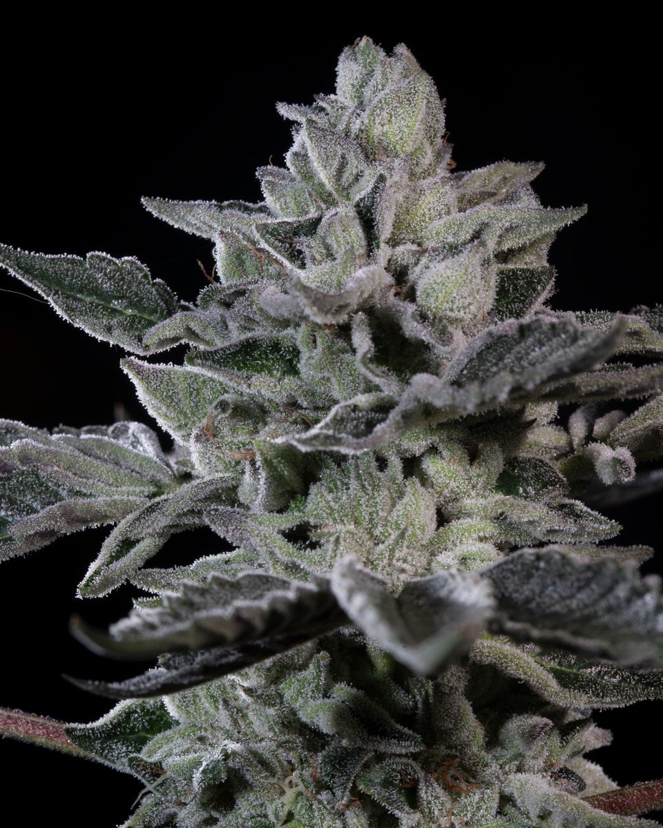 #GForce (Gary Payton x Animal Mints) - Citrus, spice, and creamy vanilla notes. Crafted for those who appreciate both head and body harmony. 

Available now, but don’t wait too long! 🛒 bit.ly/45SEVjI

#paradiseseeds #paradiseseedscommunity #LimitedEdition