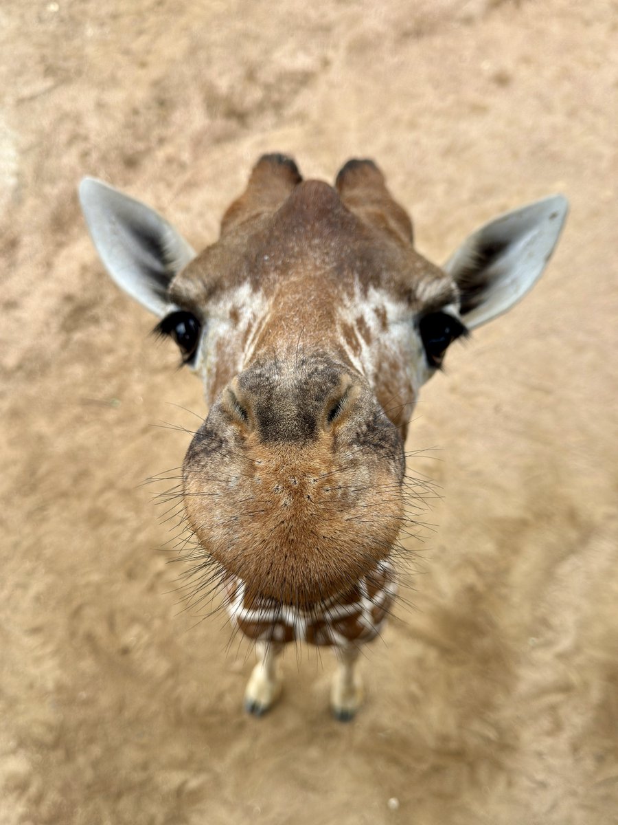 SanAntonioZoo's tweet image. Is it ok if Kicheko stares at you like this for a while?
