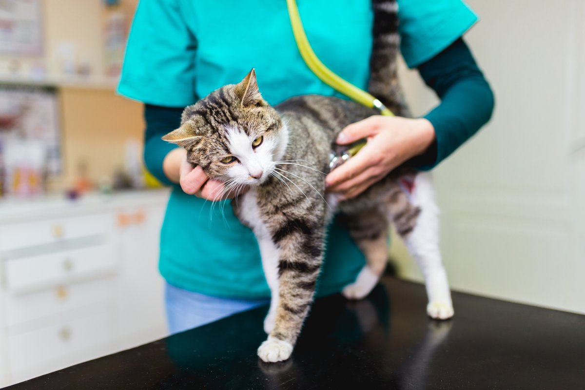 Today is Feline Leukemia Day! 

Feline leukemia virus (FeLV) is one of the most common and important infectious diseases in cats, affecting between 2-3% of all cats in the United States and Canada. 

Click the link below to learn more about FeLV.
hubs.la/Q03wfprp0