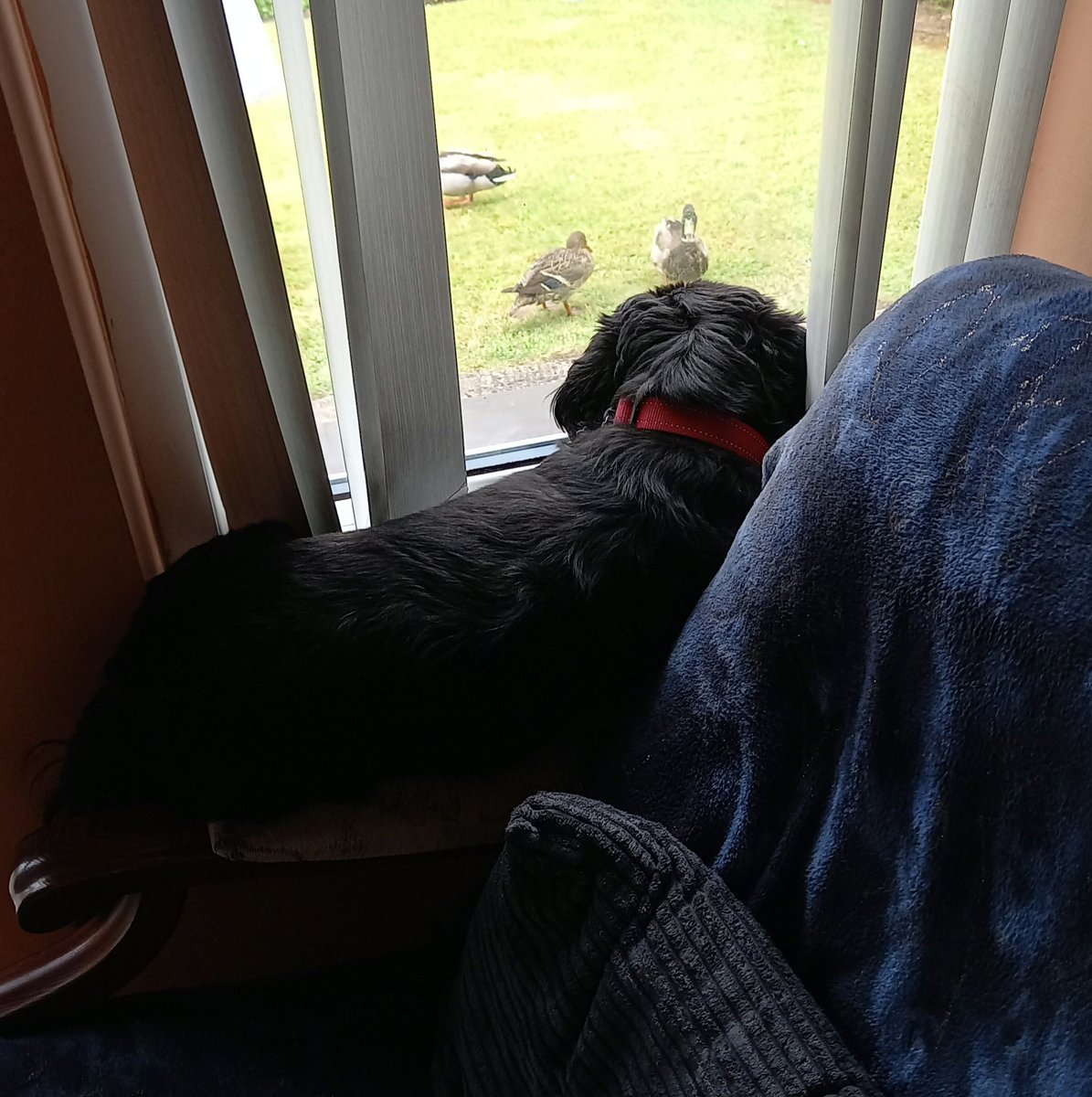 Bella watching wild ducks in the garden