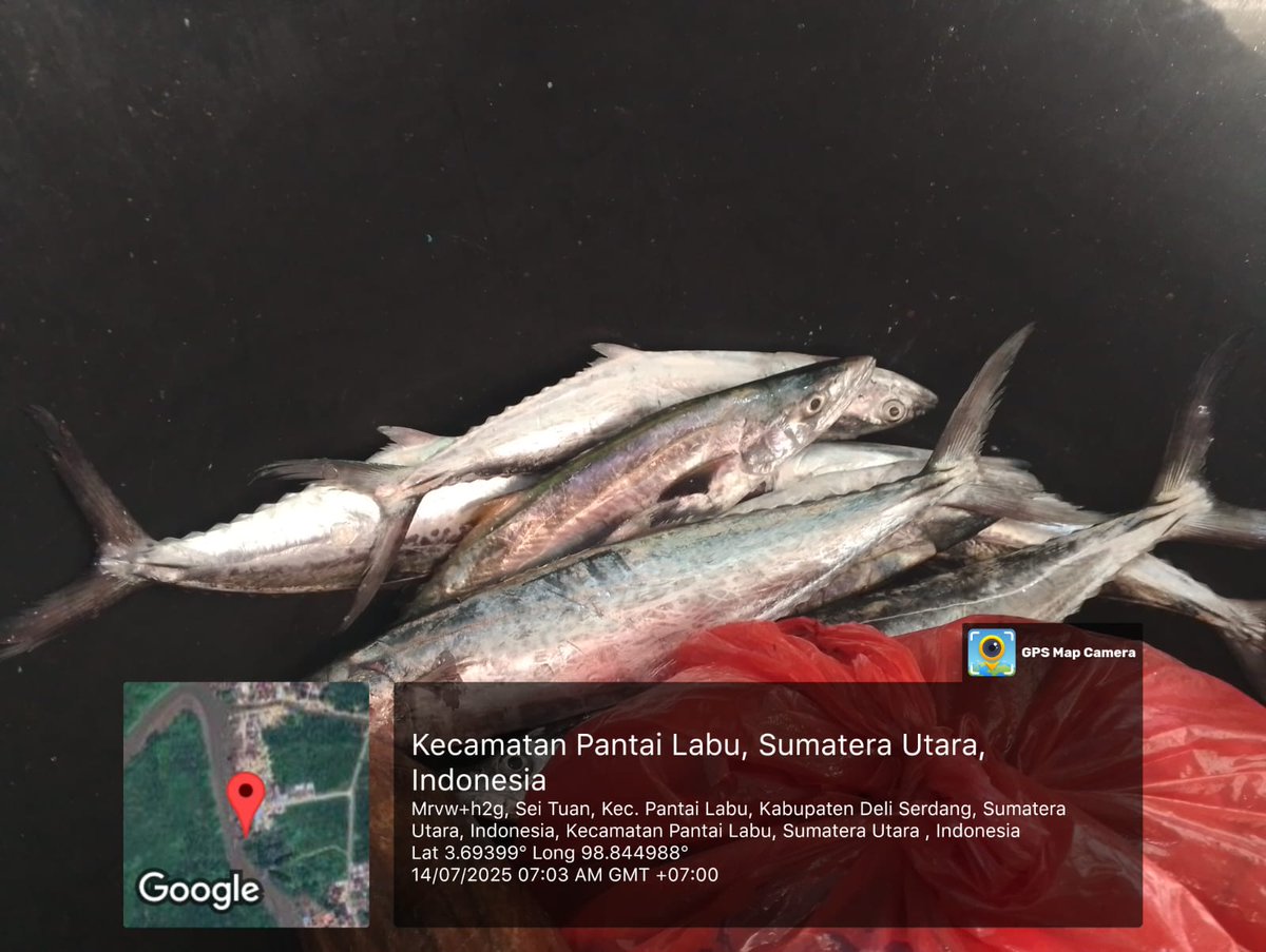 ELuhkan's tweet photo. Senin(14/07/2025), EkoSantoso-LuhkanDeliSerdang, KUB Bagan Sehati, TPI Bagan Serdang#produksi tangkap ;  Kembung  3kg, Cumi 2kg, Sotong 1kg, Tenggiri 2kg ; harga lelang,#GiatLuhkanSatmingkalMedan#LuhLapor
#KabDeliSerdang
@bppsdm_bp3Medan
@pusluhkp
@bppsdm_kp https://t.co/FguZooNgzn
