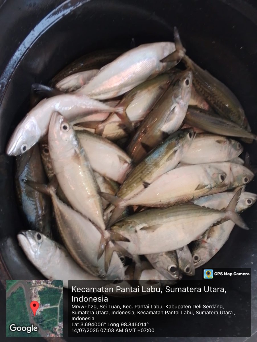 ELuhkan's tweet photo. Senin(14/07/2025), EkoSantoso-LuhkanDeliSerdang, KUB Bagan Sehati, TPI Bagan Serdang#produksi tangkap ;  Kembung  3kg, Cumi 2kg, Sotong 1kg, Tenggiri 2kg ; harga lelang,#GiatLuhkanSatmingkalMedan#LuhLapor
#KabDeliSerdang
@bppsdm_bp3Medan
@pusluhkp
@bppsdm_kp https://t.co/FguZooNgzn