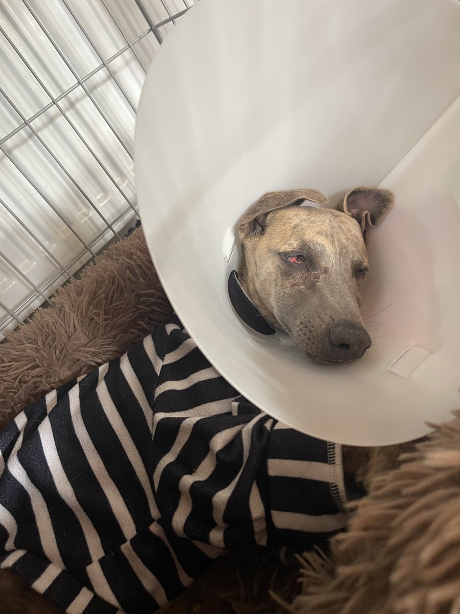 Poor little boy… he has finally gone to sleep. He can’t close his eye that’s awful. Hoping it’ll settle down in the next couple of days.🙏🏻🙏🏻🙏🏻🙏🏻❤️❤️❤️❤️ 
Paws crossed, please everybody xxxx
