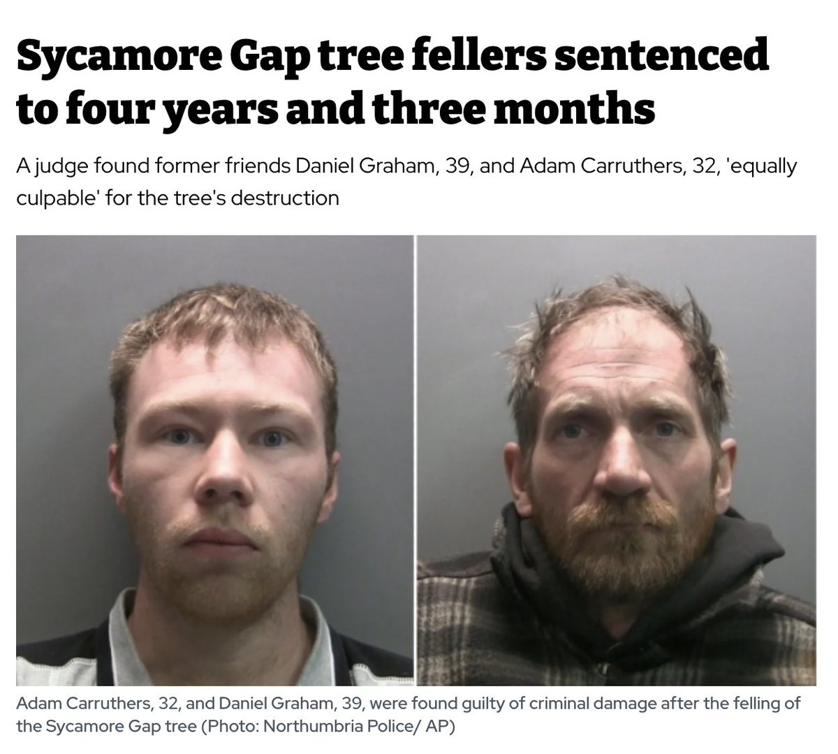 AvaSantina's tweet image. It's a nice tree, I get it. I'm just saying please consider the state of British sentencing is currently this: