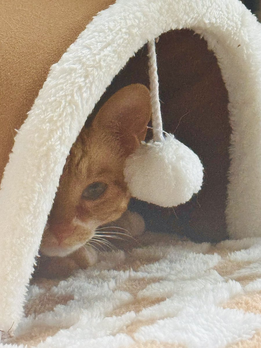 왜 ㅈ ㅏ꾸 청소ㄱ ㅣ 돌 ㄹ ㅣ지 ?
모ㅉㅣ는  아ㄱ ㅣ라서 - ㅈㅏ야 해 ㅎ

#모찌임보일기