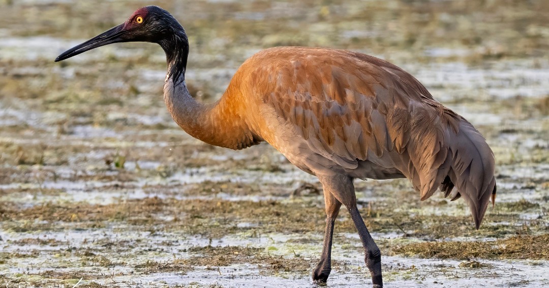 The majestic sandhill crane has existed for over two million years, ranking it among the oldest living bird species. (Photo courtesy of Darek Konopka)

#Birding #Cranes #Wildlife #WillCoutny