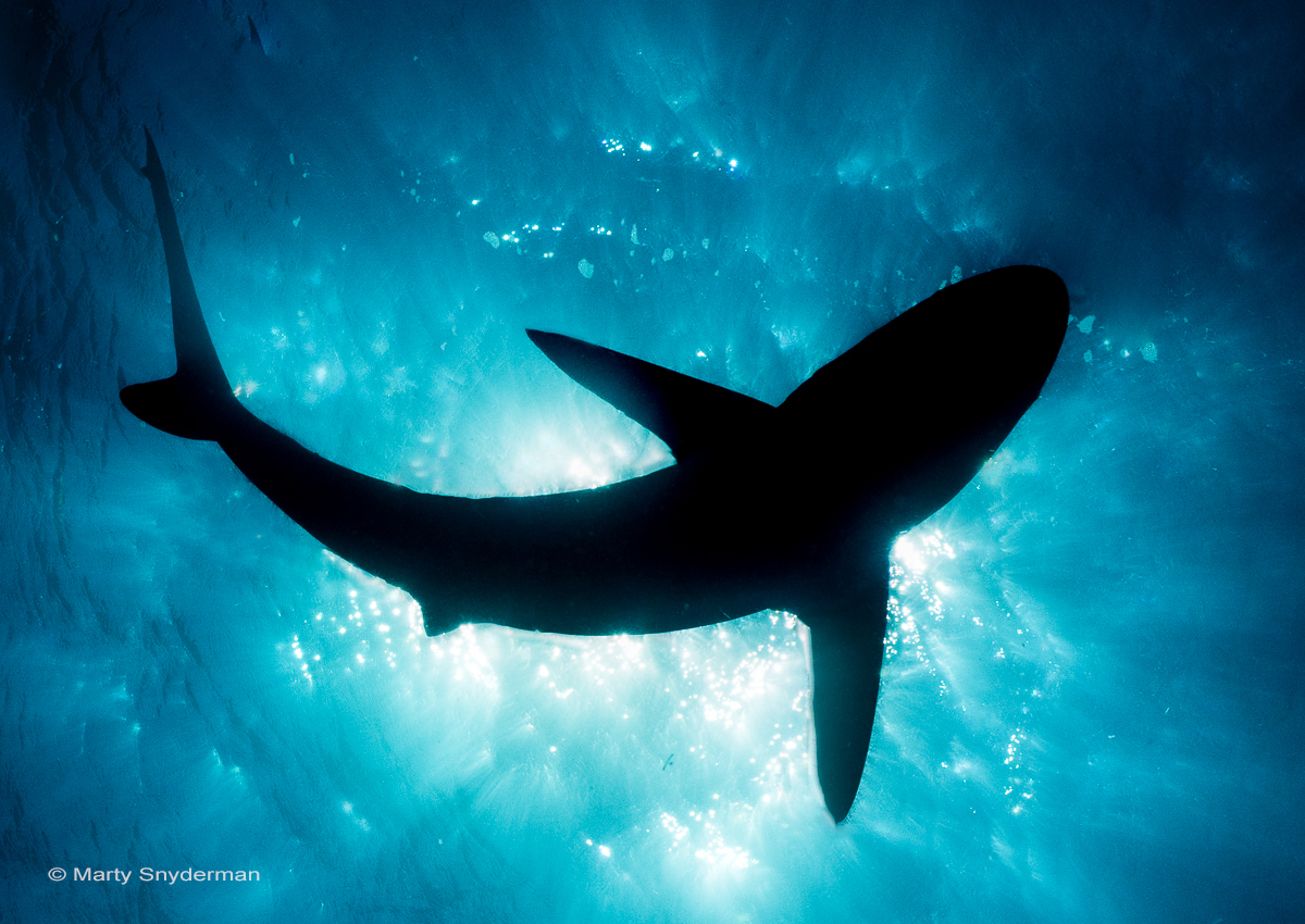 NAUI Worldwide tweet media