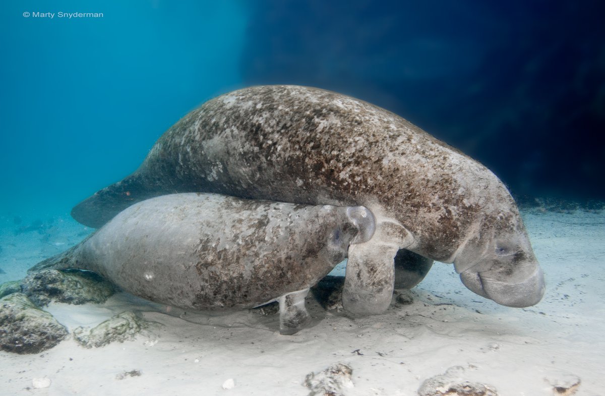 NAUI Worldwide tweet media