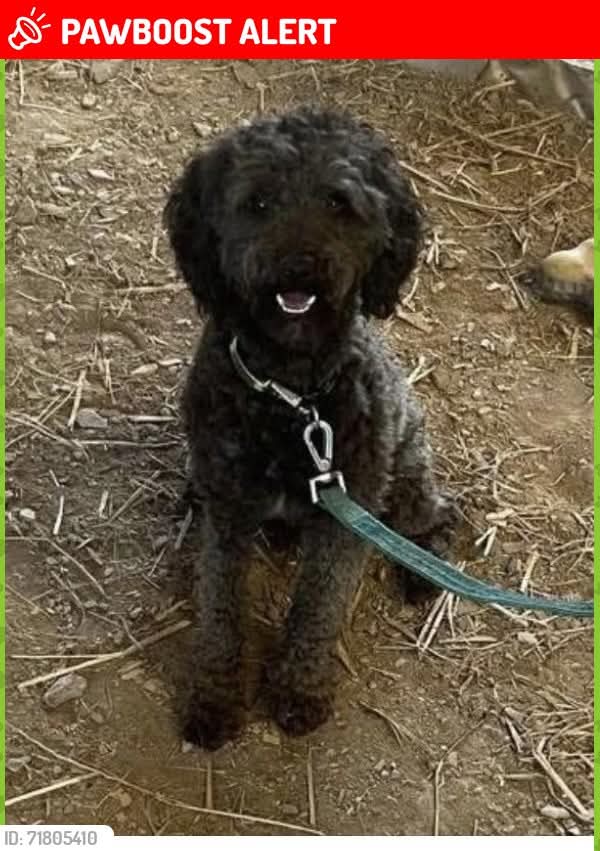MissingPetsGB tweet picture