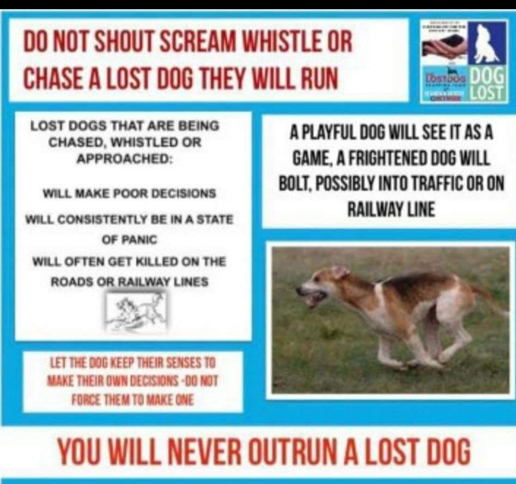 🐕 #URGENT rescue dog ALFIE escaped almost immediately after arriving at new home on 12 July 2025 in #Churchdown #GL3

He travelled from Cornwall to be with his new family. There have been no sightings since. PLEASE DON'T CHASE IF SEEN !! Please just call number asap!!