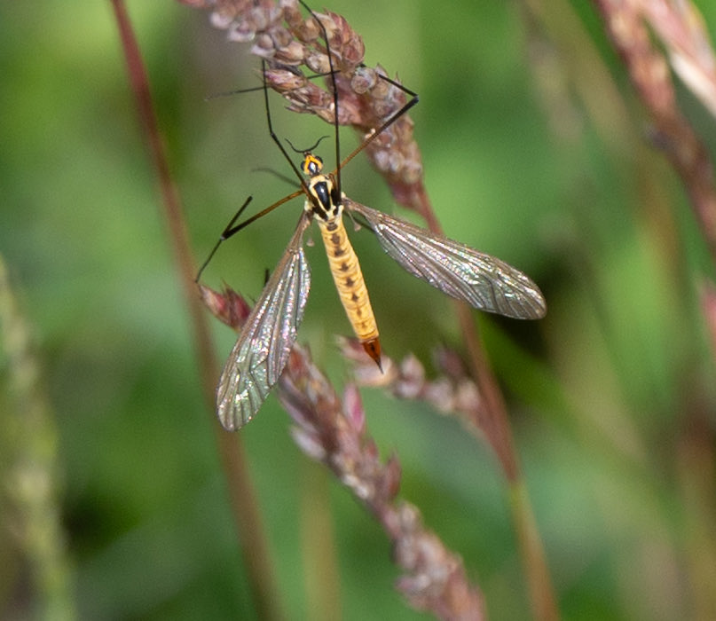 IPMisselbrook's tweet image. I think that this is Neophrotoma flavescens found in Callan’s Lane Wood Lincs. Is this right?