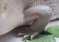 📷Here we go again!!! 📷 📷Each week we will post a closeup of an animal on one of our social media platforms. First person to guess the correct animal (either common or Latin name ) will win a family 4 pack of tickets (2 adults 2 kids) to any of our upcoming Repticon shows!!!