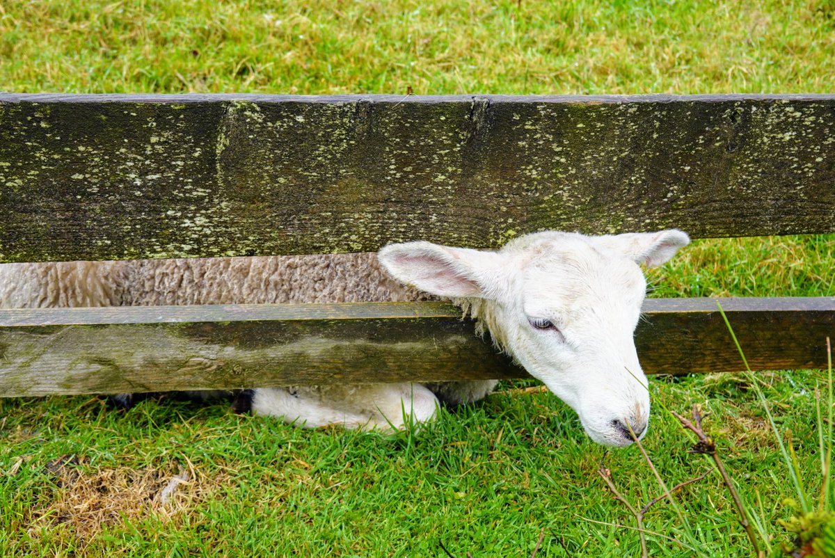 SpareWriter's tweet image. A glum-looking somebody stuck in our garden fence. 😬
A few taps with a hammer to loosen the bottom slat => Freedom!
Happy days 😊
Best thing was the other sheep were all waiting by the hedge. As soon as this one was freed, they all moved into the neighbouring field. Community!