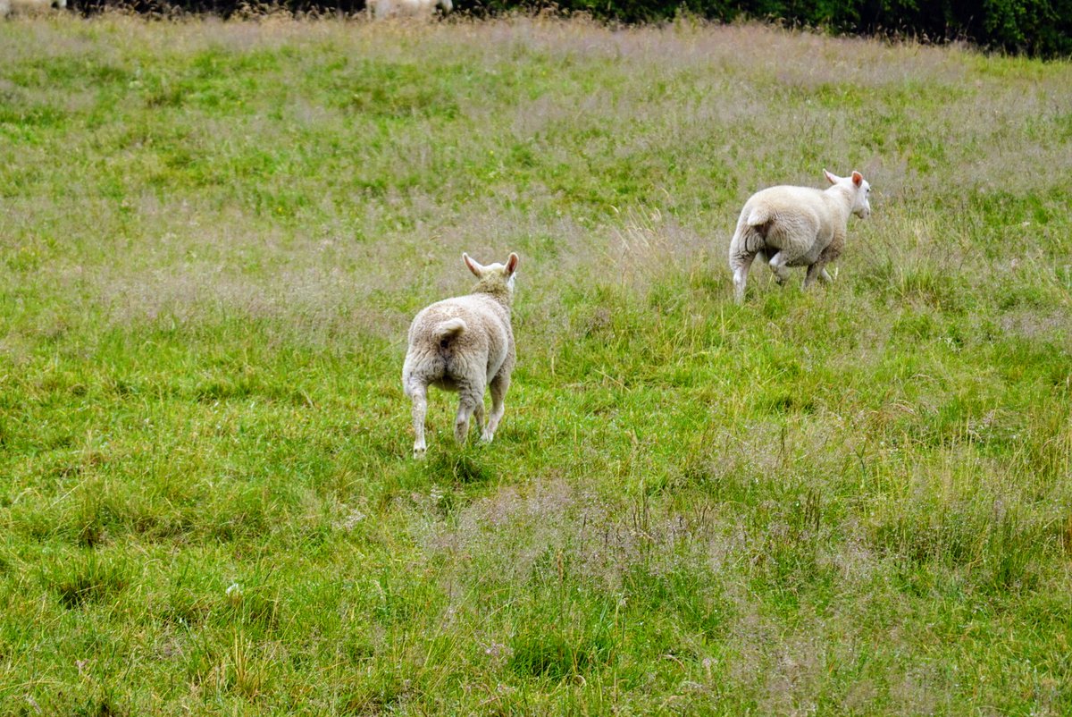 SpareWriter's tweet image. A glum-looking somebody stuck in our garden fence. 😬
A few taps with a hammer to loosen the bottom slat => Freedom!
Happy days 😊
Best thing was the other sheep were all waiting by the hedge. As soon as this one was freed, they all moved into the neighbouring field. Community!