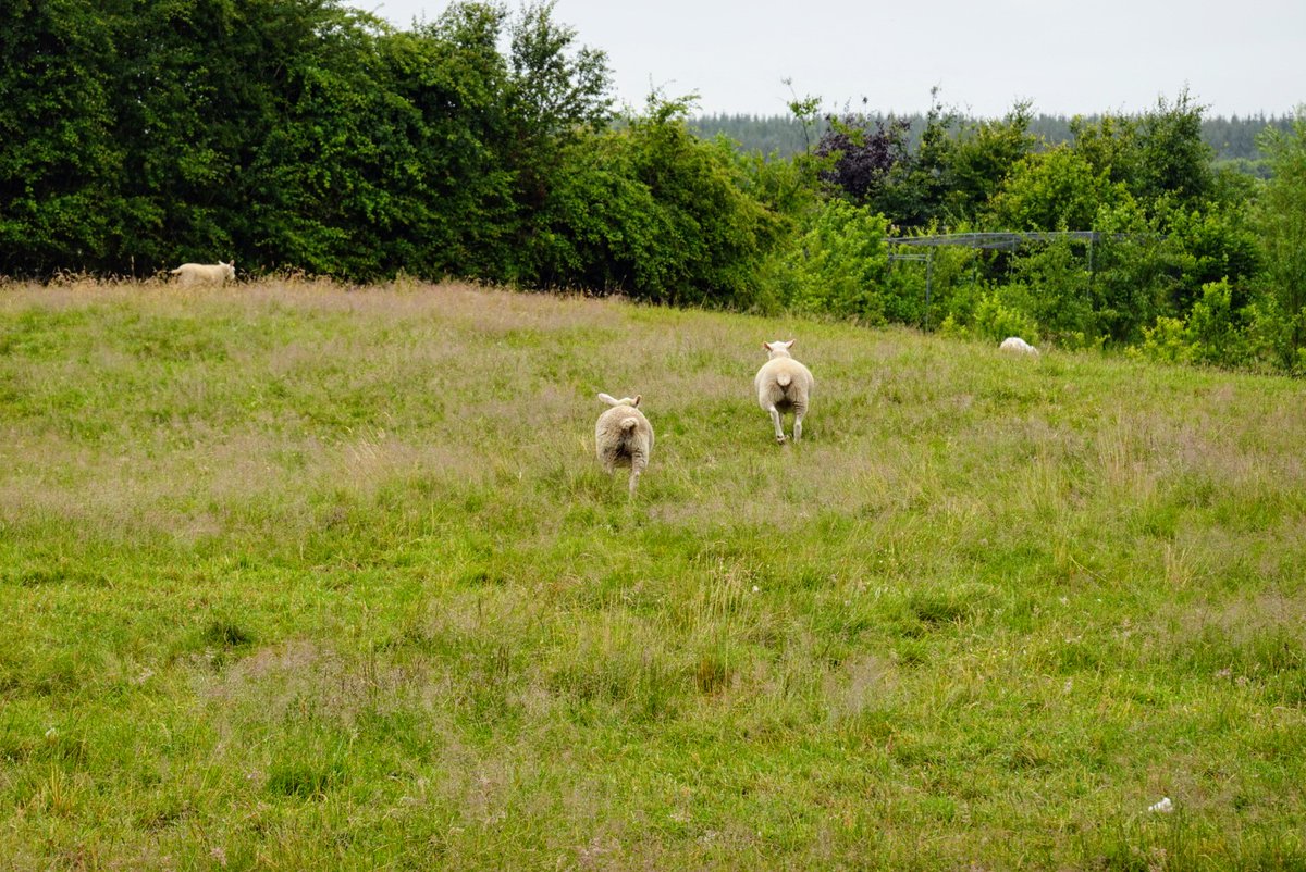 SpareWriter's tweet image. A glum-looking somebody stuck in our garden fence. 😬
A few taps with a hammer to loosen the bottom slat => Freedom!
Happy days 😊
Best thing was the other sheep were all waiting by the hedge. As soon as this one was freed, they all moved into the neighbouring field. Community!