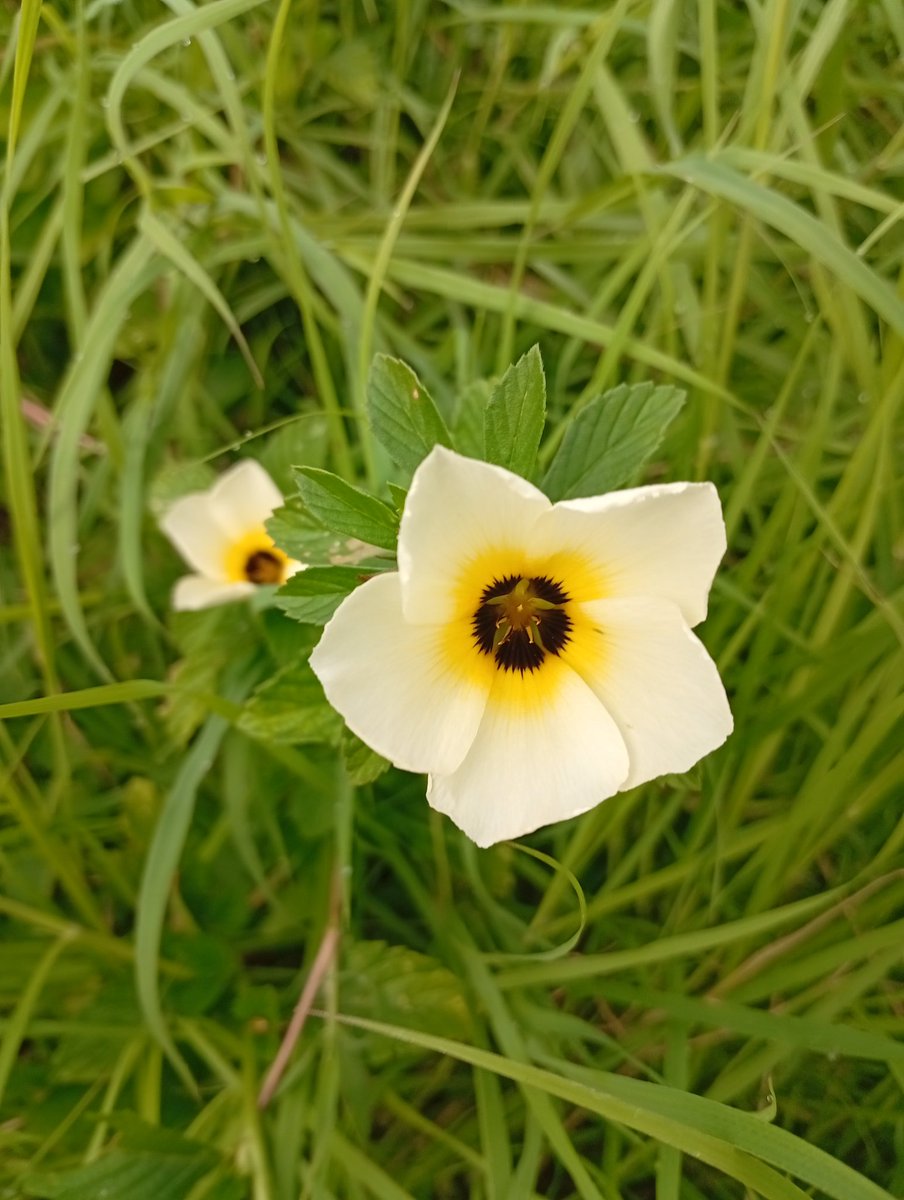 La NATURA está en cualquier LUGAR
Ayer buscando una planta de Árnica me encontré también esas pequeñas plantas que en esta época y en otras de menos lluvias florecen en los montes baldíos.
¡Buen día y mejor provecho!