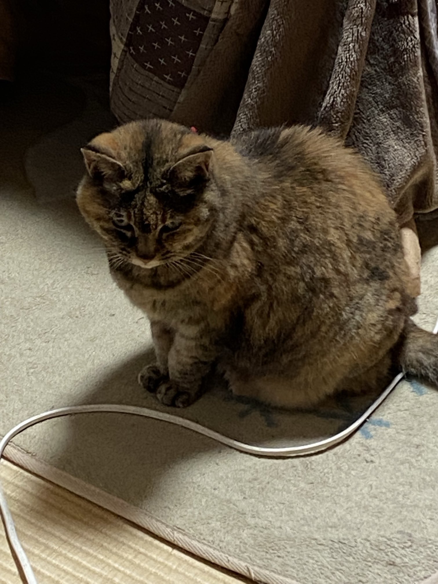 ねこ先輩 on X: 