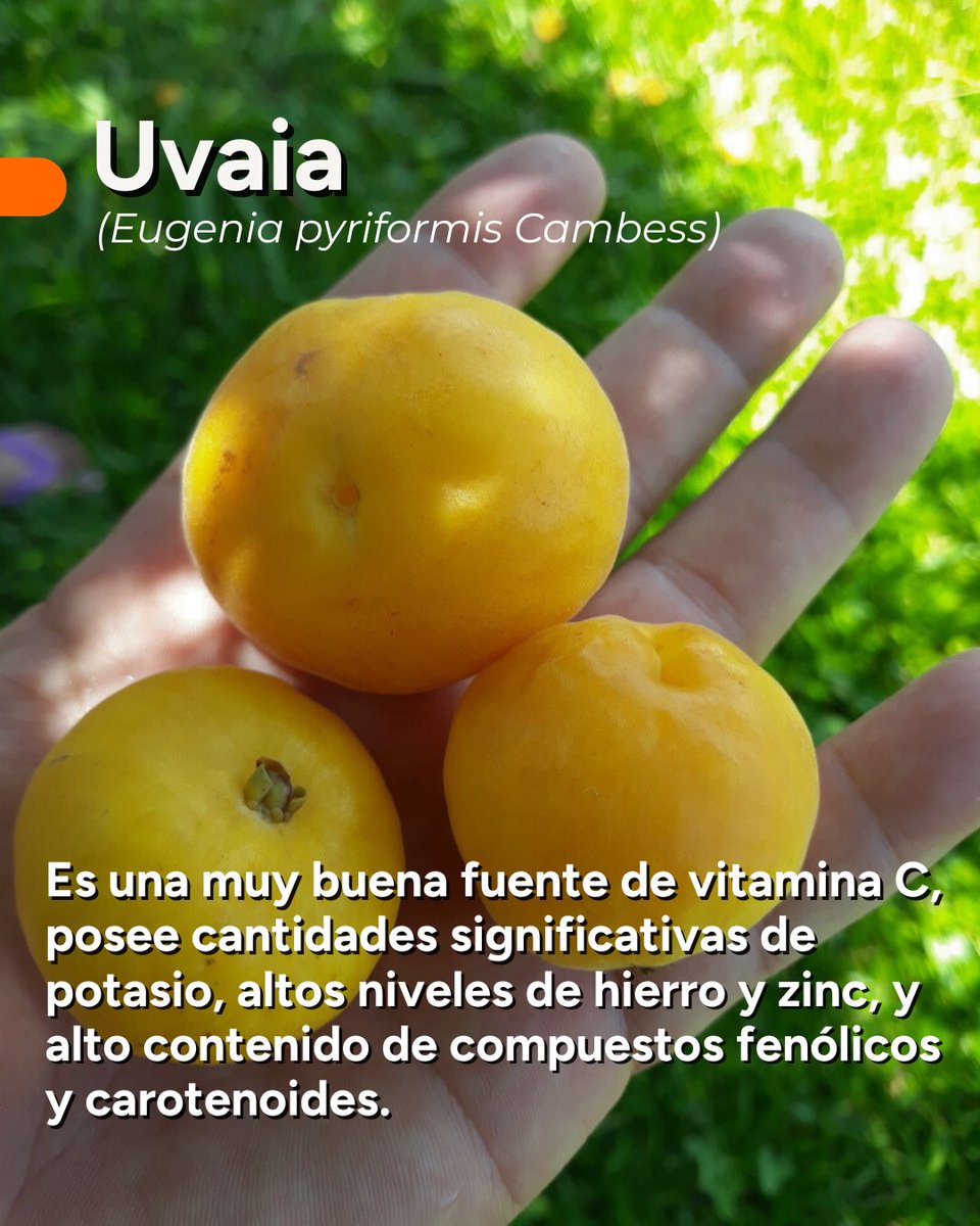 imibiomisiones's tweet photo. 🍈 #BiodiversidadEnTuMesa ¡Grandes Noticias para Misiones! Gracias al trabajo del #IMiBio 3️⃣frutales nativos de #Misiones fueron incorporados este mes al Código Alimentario Argentino (CAA) : #uvaia #yvapority #jabuticaba
@gobmisiones
@AgroMnes
@MinAgriFam https://t.co/hEx2AVmqbq