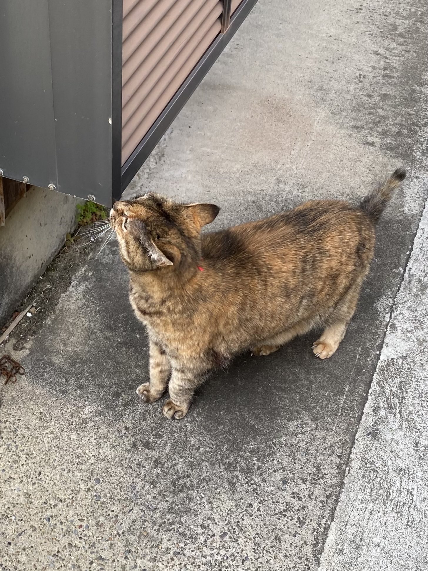 猫先輩  2点 鬼ごっこでエキサイトしちゃう先輩猫と後輩子猫 - YouTube