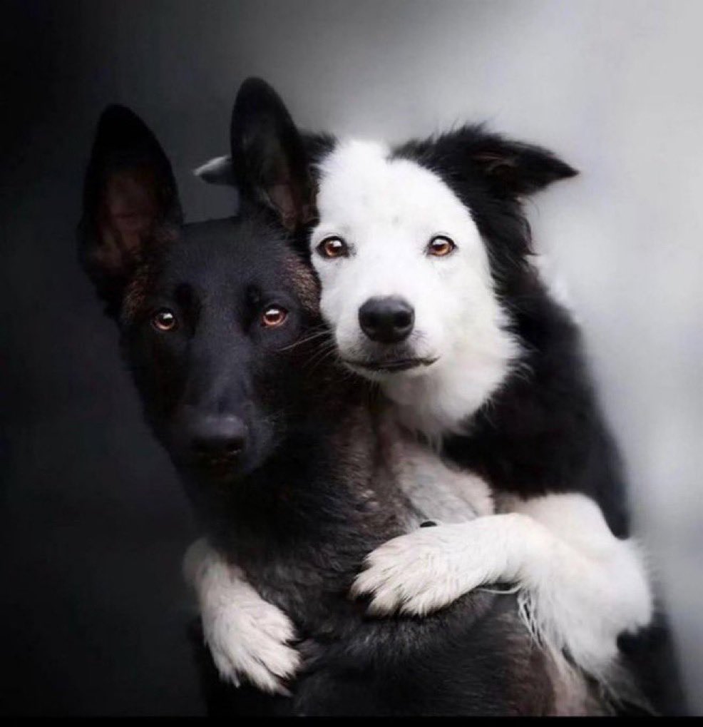 I want to thank you for following me! It’s a pleasure to be here on 𝕏 for sharing the positivity.

But now it’s your turn. 😉

Let’s create a big thread together with a photo of your pet(s) in the comments..

Thanks in advance.. 😊