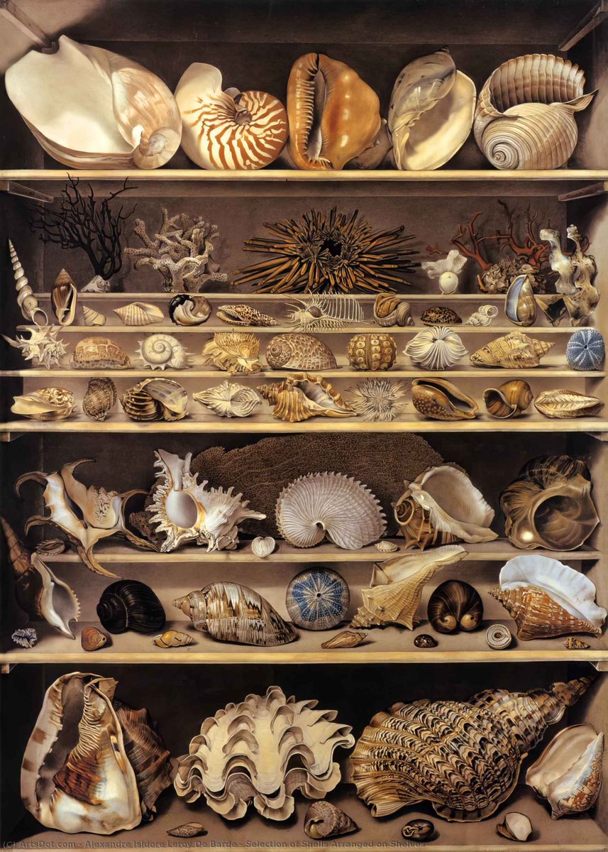 Shell collection of Alexandre Isidore Leroy De Barde https://t.co/QHvYxUC6lx