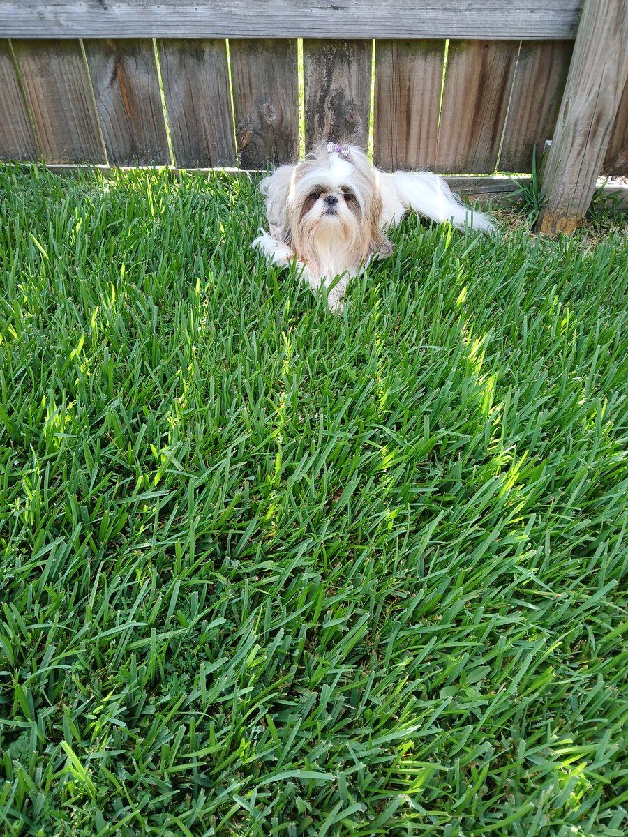 Nope me NOT coming in yet! There are zombies lizards 🦎 out here an me iz gonna paw paw them. #ZSHQ #ShihTzu #dogday #dogs #dogsofX #dogsoftwitter #doggy #Dog #tuesdayvibe #Outside #pups
