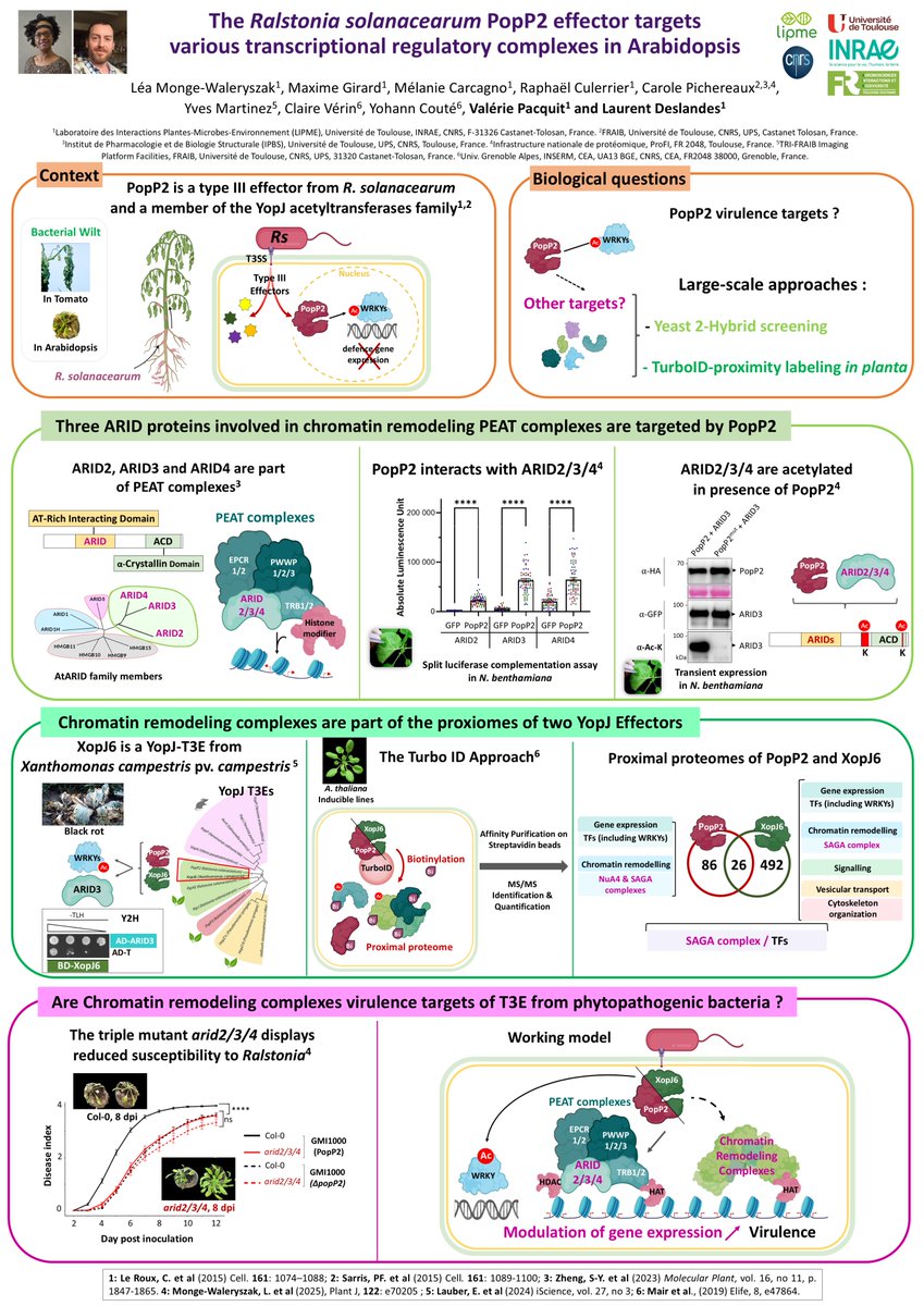 LWaleryszak's tweet image. Are chromatin remodelling complexes targets of bacterial effectors PopP2 &amp;amp; XopJ6 ? Check out our work at #ISMPMI2025 ! P-163 presented Wednesday afternoon by my amazing PhD supervisors Laurent Deslandes &amp;amp; Valerie Pacquit.
@LIPME_Toulouse 
@ISMPMI
