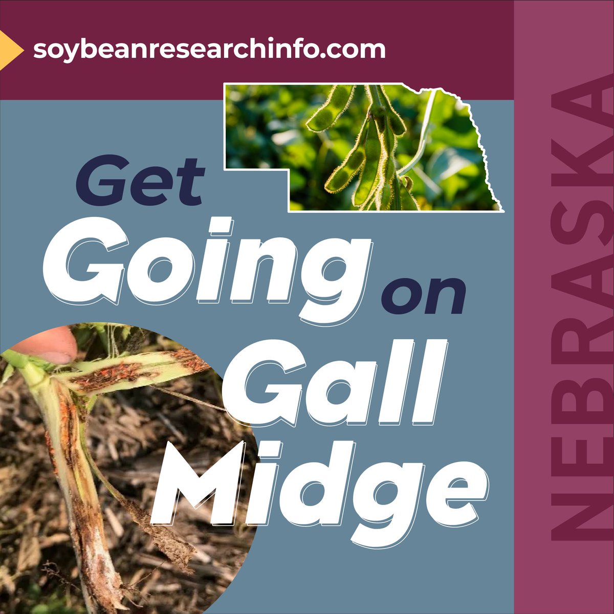 SoybeanResearchInfoNetwork (@soyresearchinfo) on Twitter photo <a href="/NESoybeanBoard/">Nebraska Soybean Board</a> supports <a href="/UNLEntomology/">Nebraska Entomology</a> #SoyResearch to understand soybean gall midge, a pest first discovered in NE soybeans, bit.ly/3lfl6gZ. Discover more: bit.ly/3h1NnSw #USSoy <a href="/NESoybeanBoard/">Nebraska Soybean Board</a> supports <a href="/UNLEntomology/">Nebraska Entomology</a> #SoyResearch to understand soybean gall midge, a pest first discovered in NE soybeans, bit.ly/3lfl6gZ. Discover more: bit.ly/3h1NnSw #USSoy