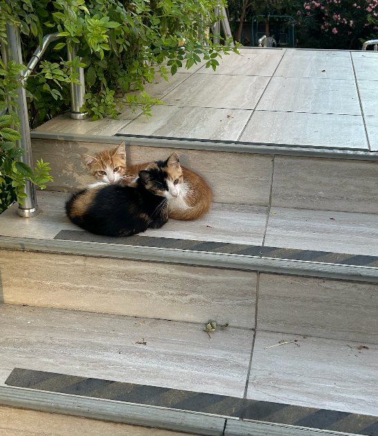 Bizim apartmanın ufaklıklarına da göstereyim bakayım bu güzel resmi... 😊