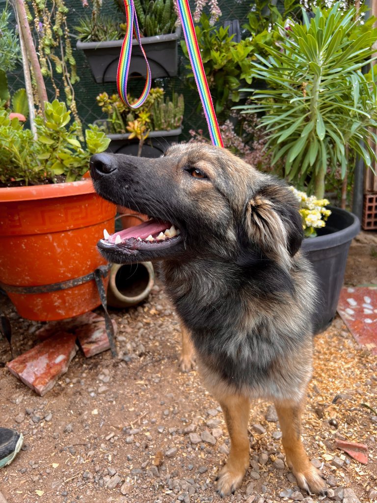 💛 Valentina busca hogar.
Nombre bonito, mirada dulce y muchas ganas de empezar una nueva vida. 🐶
Solo necesita una familia que la quiera tal como es. ¿Le das tú esa oportunidad? 🏡

📌 Protocolo: bit.ly/ProtocoloAdopc…
📲 WhatsApp (solo mensajes): 621 260 314