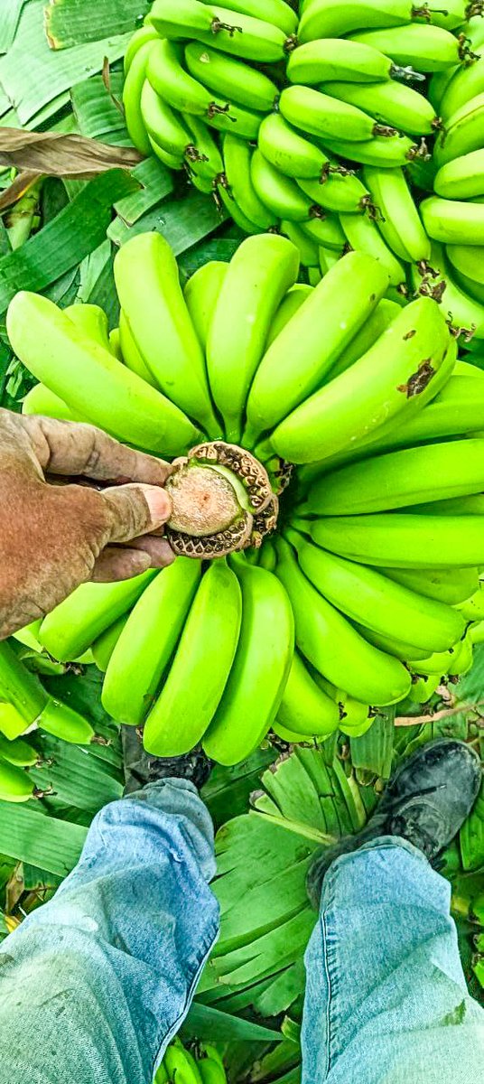 Awel Arba tweet media