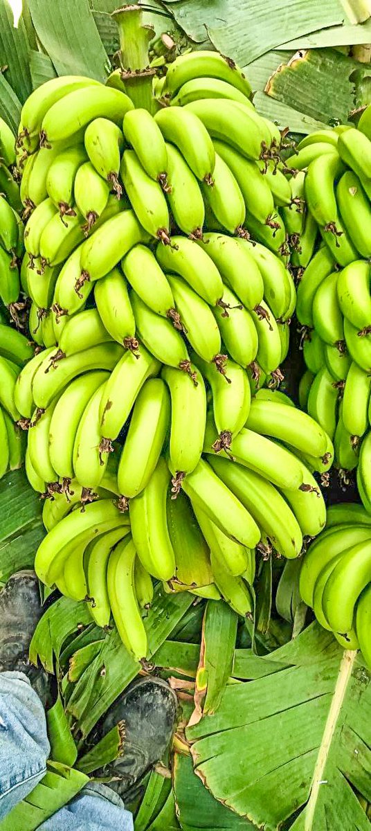 Awel Arba tweet media