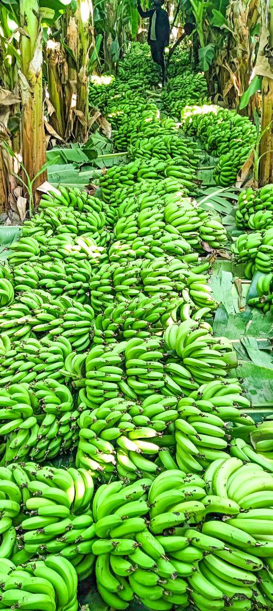 Awel Arba tweet media